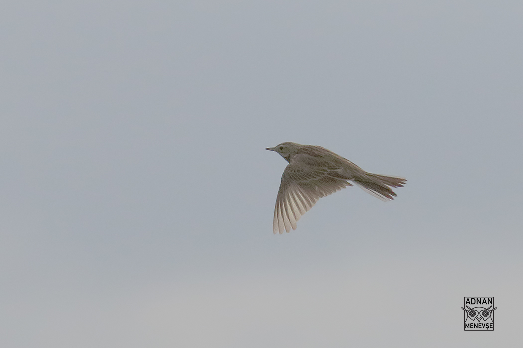 Blyth's Pipit